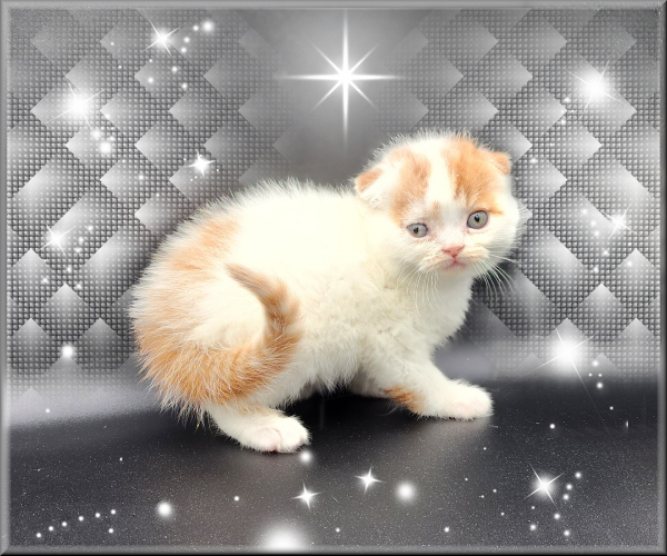 Red Tabby and White Folded Eared Male