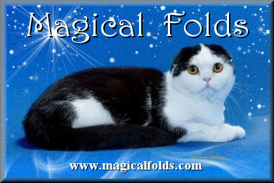 Magical Folds banner